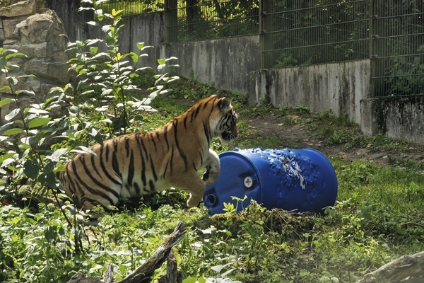 Rīga ZOO aicina uz Tīģertusiņu