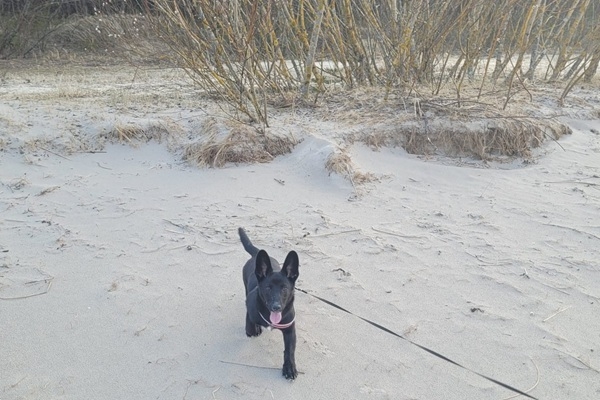 Jūrmalas pludmalē drīkst atrasties ar suņiem